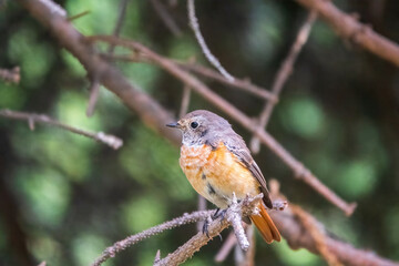 The common redstart female, Phoenicurus phoenicurus, is photographed in close-up sitting on a branch against a blurred background.