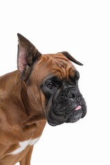 portrait of a dog on a white background