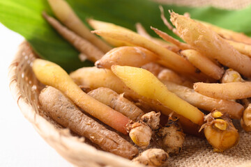 Fresh Kaempferia or fingerroot, Organic herbal plant phytochemical and medicinal properties, Food ingredients in some Thai food