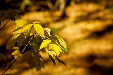 Maple leaves on a tree branch against a background of blurred fallen leaves.