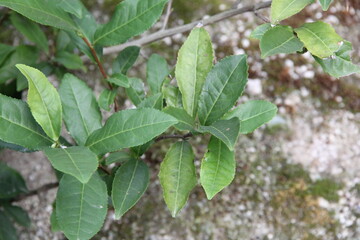 お茶の葉