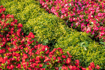 Fototapeta premium Landscape background with bright red flower beds blossoming against green tall grass