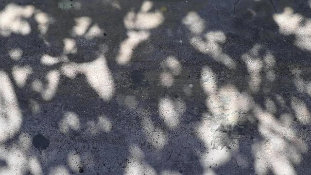 Abstract beauty and patterns in nature. Beautifully moving shadows of Wrightia antidysenterica tree reflected on a concrete floor.