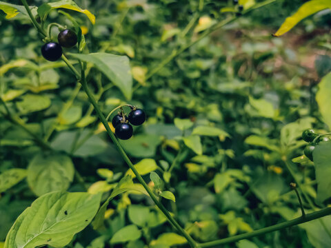 Solanum nigrum, the European black nightshade or simply black nightshade or blackberry nightshade, is a species of flowering plant in the genus Solanum,