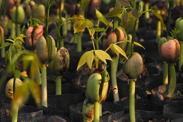 fresh green Siamese Rosewood sapling growth in plant nursery,reforestation concept.