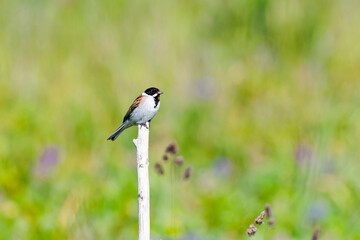 オオジュリン雄夏羽(common reed bunting)