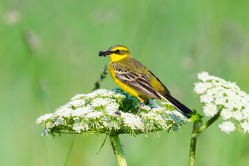 虫をくわえるツメナガセキレイ夏羽 (Yellow wagtail)