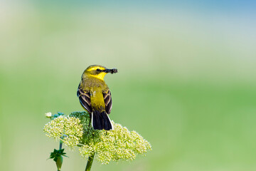 虫をくわえるツメナガセキレイ夏羽 (Yellow wagtail)