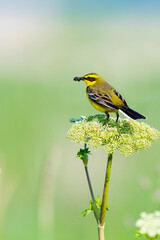 虫をくわえるツメナガセキレイ夏羽(Yellow wagtail)