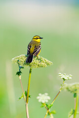 ツメナガセキレイ夏羽(Yellow wagtail)