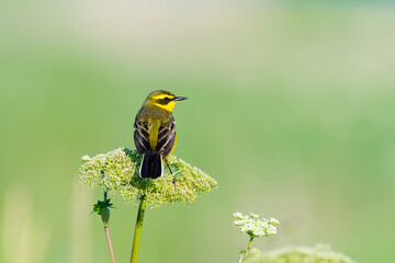 ツメナガセキレイ夏羽(Yellow wagtail)
