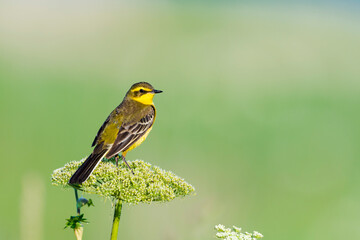 ツメナガセキレイ夏羽(Yellow wagtail)