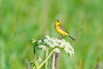 ツメナガセキレイ(Yellow wagtail)
