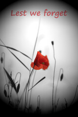 lest we forget on an image of a red poppy in a field,  remembrance day concept.  Selective colour with lighting effect