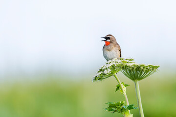 さえずるノゴマの雄 (Siberian rubythroat)
