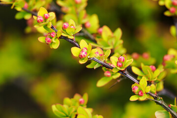 Berberis thunbergii - Japanese barberry flower buds on a stem with green plants.
