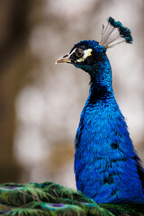 Obraz premium Close-up on the head of an adult male peacock.