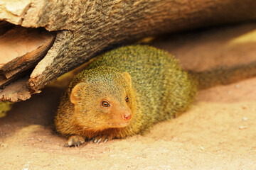 Lying meerkat near a tree trunk.