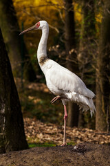 White crane standing on one leg outdoors in nature.