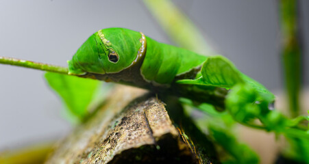 Common Mormon larva close-up macro photograph. Eating its favourite Curry leaves and grows fast for the next pupa stage of the metamorphosis.