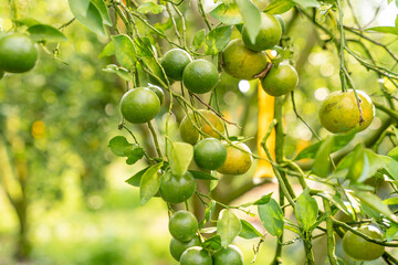 Indonesian local citrus fruit that tastes sweet and the color is a mixture of orange and green. Sweet Orange Farm from Indonesia. Sweet Orange Tree. Selective Focus. 