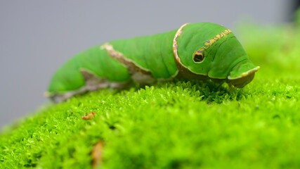 Common Mormon larva close-up macro wildlife portraiture photograph.