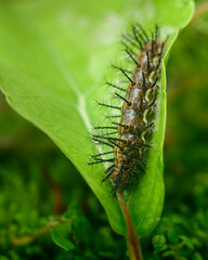 Common leopard larva eating Governor’s plum leaf close up macro. Various stages of the metamorphosis of a beautiful butterfly.