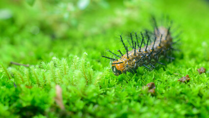 Common leopard larva crawling in wet moss surface close up macro.Various stages of the metamorphosis of a beautiful butterfly.