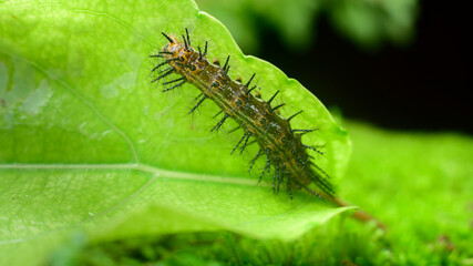 Common leopard larva eating Governor’s plum leaf close up macro. Various stages of the metamorphosis of a beautiful butterfly.