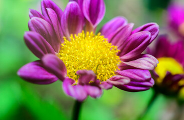 Chrysanthemum flower close-up macro photograph. Structure of the golden yellow flower head and the purple petals .