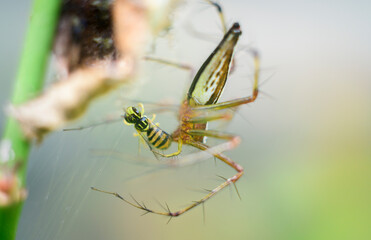 Lynx spider ambushing a pollinator while stay hidden under the flower camouflaged. Large spiny bristles on spider's long legs.
