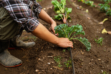 Gardening concept a young male gardener taking care of a vegetable by shoveling the soil around the plant