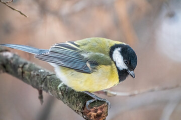 Cute bird Great tit, songbird sitting on a branch without leaves in the autumn or winter.