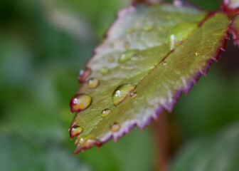 One rose leaflet covered with water drops close up on a blurry green background