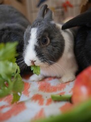 Netherland Dwarf (Remy Rabbit) eating celery