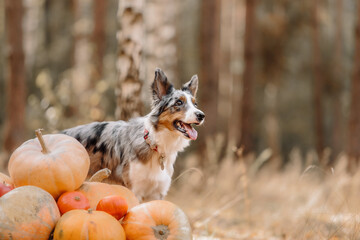 Dog posing with pumpkins in the forest. Halloween and Thanksgiving Holidays. Border Collie dog breed.  Dog with paws on the pumpkins. 