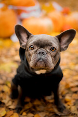 Halloween and Thanksgiving Holidays. Dog with pumpkins in the forest. Cute french bulldog.  Dog costume for Halloween 