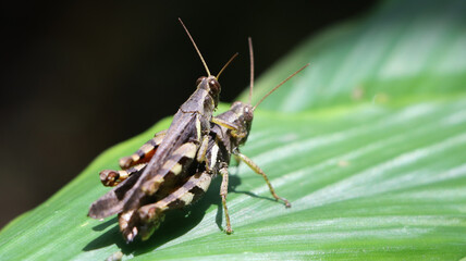 horizontal shot of two brown grasshopper's mating in the garden on a large green leaf under bright daylight