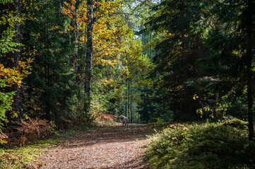 Champion Golden Retriever in a Northern European Forest