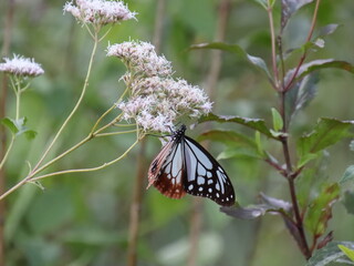 フジバカマに止まるアサギマダラ