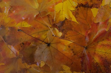 autumn leaves background