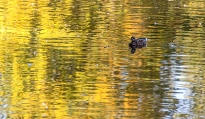 Ducks in a Lake with Fall Foliage Reflections