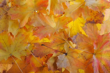 Background group autumn orange leaves. 
