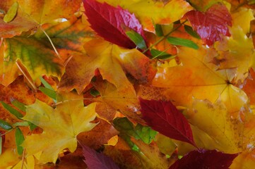 Background group autumn orange leaves. 
