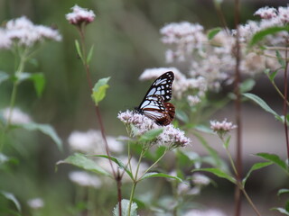 フジバカマに止まるアサギマダラ