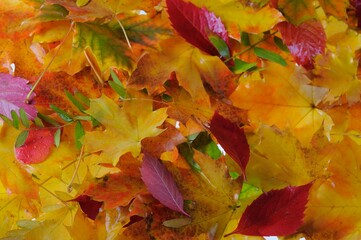 autumn leaves background