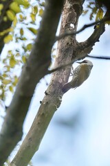 japanese green woodpecker on the tree