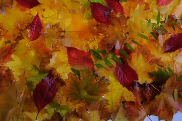 Naklejka na ściany i meble Multicolored autumn maple leaves as background. 