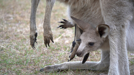 close up of a kangaroo joey in its mother's pouch
