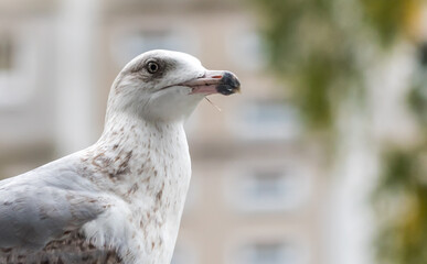 Young Seagull on a Balcony in Latvia